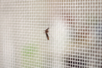 mosquito on insect net wire screen close up on house window