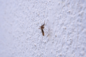 mosquito on white wall background