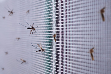 many mosquitoes on insect net wire screen close up on house window