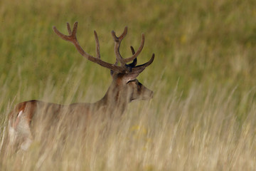 portrait of a head deer with antlers on a meadow in spring