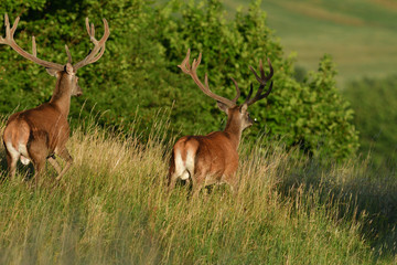 Deer stag with growing antlers walking on the meadow and grazing grass