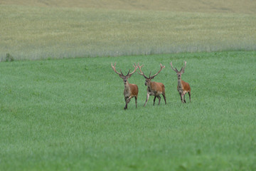 herd of deer with antlers running down the meadow towards the forest