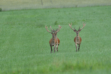 herd of deer with antlers running down the meadow towards the forest