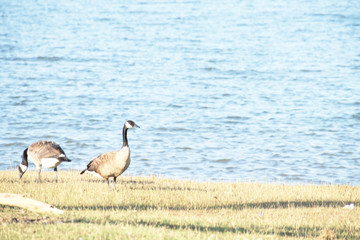 View of Lake Texoma in the Summer