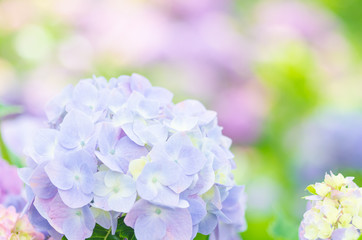 淡色の紫陽花の花