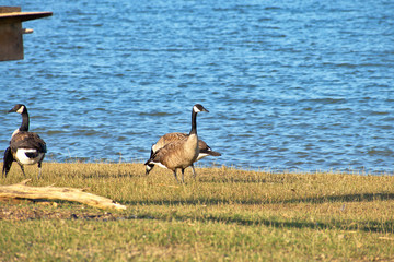 View of Lake Texoma in the Summer