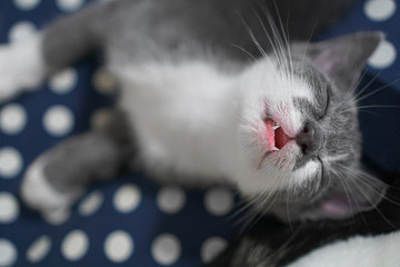 Kitten gasp in sleep.