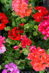 Multicolored geranium in the summer garden on the flowerbed.