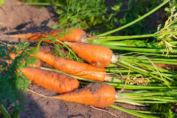 a pile of fresh ripe carrots in the garden, healthy food