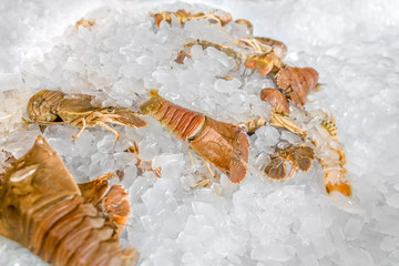 Mantis shrimps (Stomatopods) - Fresh crustacean on ice.
