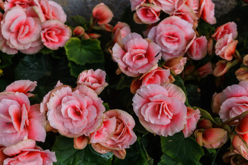 Beautiful flowers of terry orange begonia growing in the city garden.