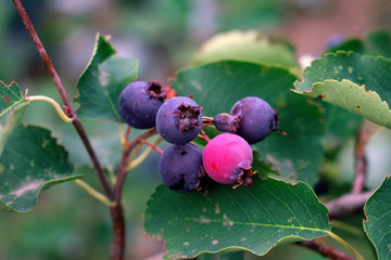 Blueberries on a tree in the garden. Proper nutrition and vitamins.