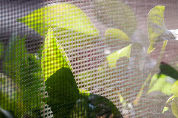 leaves of houseplant scandapsus on the windowsill
