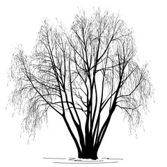 Willow (Salix alba L.) silhouette without leaves, in the winter © olsio