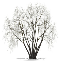 Obraz premium Willow (Salix alba L.) without leaves, in the winter