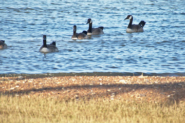View of Lake Texoma in the Summer
