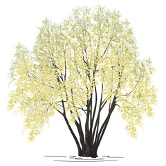 The blossoming willow (Salix alba L.) in the spring © olsio