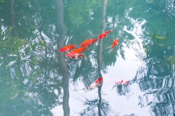 Colourful charming Koi Carp Fishes moving in a lake with a stone bottom and blue water and reflection of trees