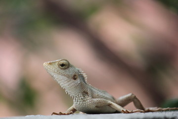 Lizard on the wall in home