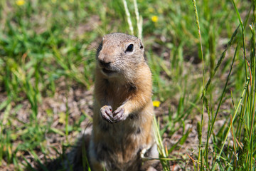 Naklejka na ściany i meble Cute gopher on a green field folded paws and stands at attention.
