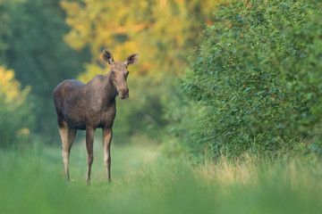 Moose cow (Alces alces) on a forest trail
