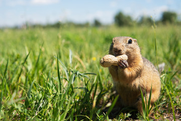 Little ground squirrel or gopher tastes peanut or holding a nut in paws on a green field with unfocused backdrop. Copy space. 