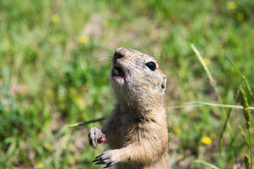 Naklejka na ściany i meble Little gopher with big teeth and nails smelling the air or looking for food. Green field with unfocused background. 