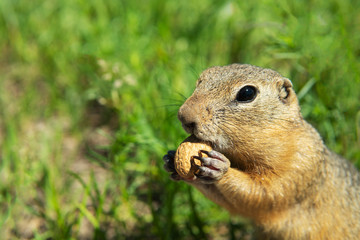 Naklejka na ściany i meble Little gopher gnaws peanut on a green field with unfocused backdrop. Ground squirrel holding peanut in it's paws. Copy space.