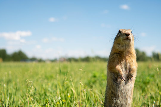 Gopher stands at attention on the field with unfocused background.  Ground squirrel looking for food or watching predators. Copy space.