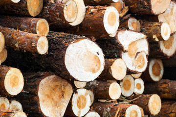 Pine wood harvesting in the forest. Stacked logs close up