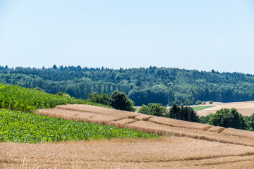 Weizenfeld kurz vor der Ernte