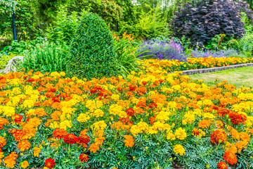 Brilliant Marigolds At Park