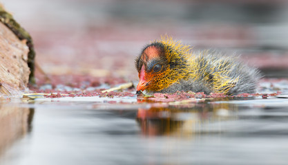 One Red-knobbed coot chick swims on still water pond