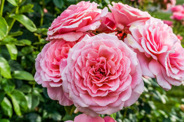 Obraz premium Pink Roses Cluster 4