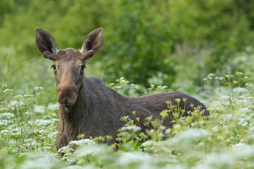 Young Male Moose (Alces alces)