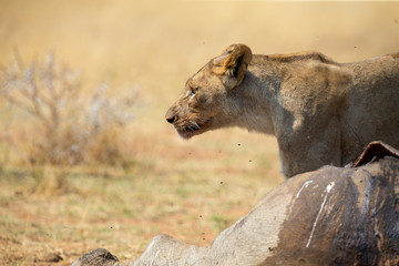 Lone lioness guarding over a carcass against scavengers