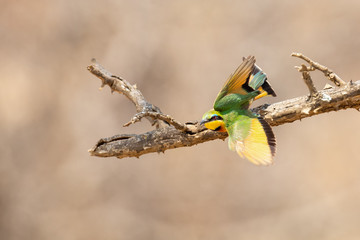Close-up of a Little Bee Eater taking off from perch to catch prey