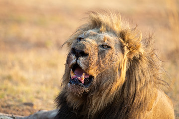 Portrait of a lion male with blood on its face after eating a carcass