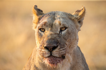 Portrait of a big lioness with blood on her face after eating a kill