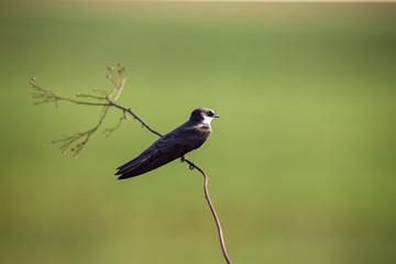 Banded Martin sitting on a thin brown branch in bright sunlight