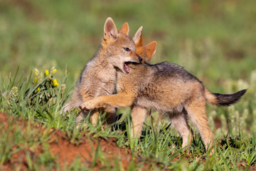 Two Black Backed Jackal puppies play in short green grass to develop skills