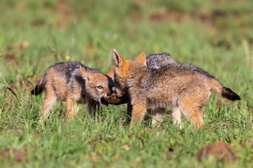 Three Black Backed Jackal puppies play in short green grass to develop skills