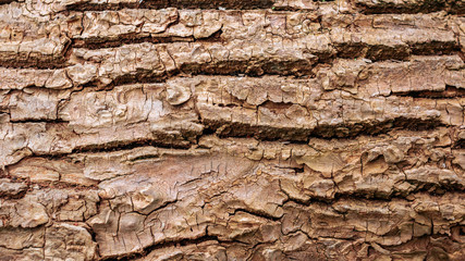 Wooden bark texture. High quality unique texture of tree bark. Close up backdrop.