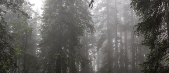 Beautiful panoramic view of misty and foggy forest during a rainy day. Taken in Cypress Provincial Park, Vancouver, British Columbia, Canada.