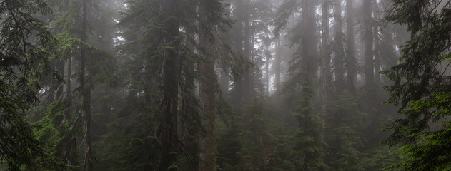 Beautiful panoramic view of misty and foggy forest during a rainy day. Taken in Cypress Provincial Park, Vancouver, British Columbia, Canada.
