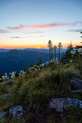 Beautiful View of American Mountain Landscape during a vibrant and colorful summer sunset. Taken from Sun Top Lookout, in Mt Rainier National Park, South of Seattle, Washington, USA.