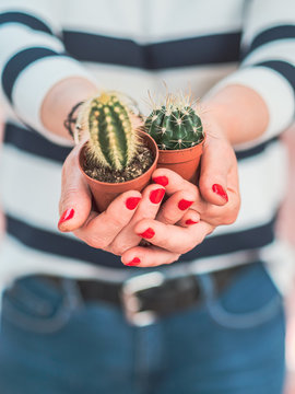 Crop manicured hands of woman holding potted cactus plants on blurred background