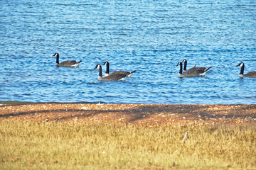 Blue Lake on a Summer Day