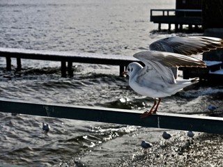 Seagull