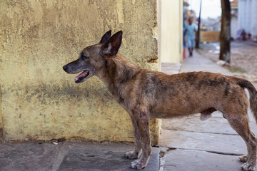Poor, unwanted, homeless dog in the Streets of Old City of Trinidad, Cuba, during a sunny day.